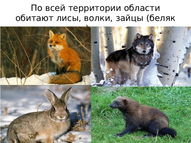 Какие животные обитают в новосибирске. Животные Новосибирской области. Какие животные обитают в Новосибирской области. Редкие животные Новосибирской области. Какие звери водятся в Новосибирске.