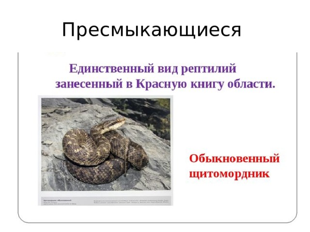 какие животные водятся в новосибирской области. Смотреть фото какие животные водятся в новосибирской области. Смотреть картинку какие животные водятся в новосибирской области. Картинка про какие животные водятся в новосибирской области. Фото какие животные водятся в новосибирской области