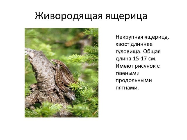 какие животные водятся в новосибирской области. Смотреть фото какие животные водятся в новосибирской области. Смотреть картинку какие животные водятся в новосибирской области. Картинка про какие животные водятся в новосибирской области. Фото какие животные водятся в новосибирской области
