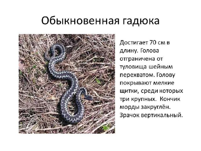 какие животные водятся в новосибирской области. Смотреть фото какие животные водятся в новосибирской области. Смотреть картинку какие животные водятся в новосибирской области. Картинка про какие животные водятся в новосибирской области. Фото какие животные водятся в новосибирской области