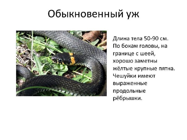 какие животные водятся в новосибирской области. Смотреть фото какие животные водятся в новосибирской области. Смотреть картинку какие животные водятся в новосибирской области. Картинка про какие животные водятся в новосибирской области. Фото какие животные водятся в новосибирской области