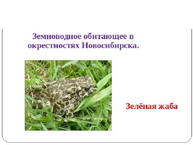 какие животные водятся в новосибирской области. Смотреть фото какие животные водятся в новосибирской области. Смотреть картинку какие животные водятся в новосибирской области. Картинка про какие животные водятся в новосибирской области. Фото какие животные водятся в новосибирской области