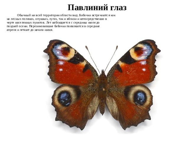 какие животные водятся в новосибирской области. Смотреть фото какие животные водятся в новосибирской области. Смотреть картинку какие животные водятся в новосибирской области. Картинка про какие животные водятся в новосибирской области. Фото какие животные водятся в новосибирской области