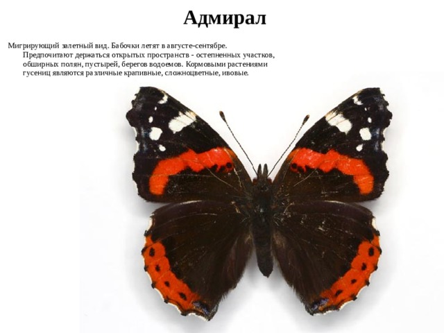 какие животные водятся в новосибирской области. Смотреть фото какие животные водятся в новосибирской области. Смотреть картинку какие животные водятся в новосибирской области. Картинка про какие животные водятся в новосибирской области. Фото какие животные водятся в новосибирской области