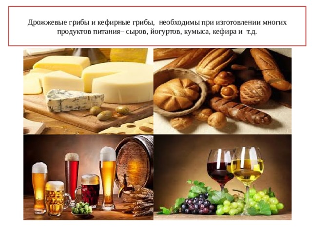 Дрожжевые грибы и кефирные грибы, необходимы при изготовлении многих продуктов питания– сыров, йогуртов, кумыса, кефира и т.д.