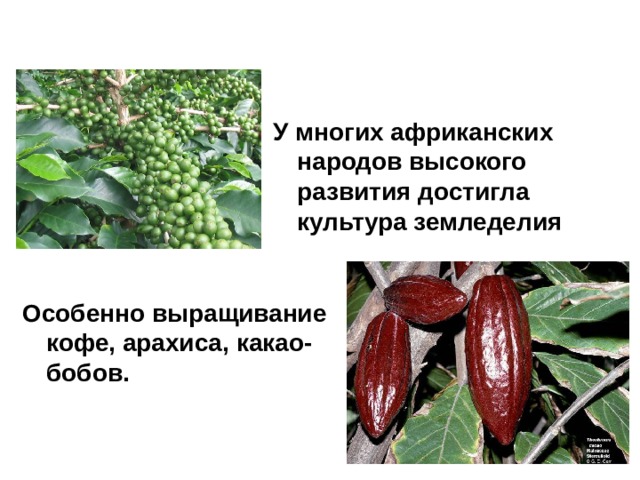 У многих африканских народов высокого развития достигла культура земледелия Особенно выращивание кофе, арахиса, какао-бобов. 