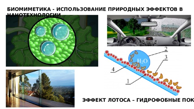 БИОМИМЕТИКА - ИСПОЛЬЗОВАНИЕ ПРИРОДНЫХ ЭФФЕКТОВ В НАНОТЕХНОЛОГИИ ЭФФЕКТ ЛОТОСА – ГИДРОФОБНЫЕ ПОКРЫТИЯ 