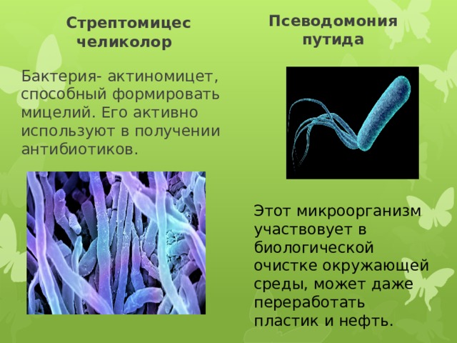  Псеводомония  Стрептомицес  челиколор путида Бактерия- актиномицет, способный формировать мицелий. Его активно используют в получении антибиотиков. Этот микроорганизм участвовует в биологической очистке окружающей среды, может даже переработать пластик и нефть. 