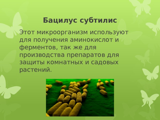 Бацилус субтилис Этот микроорганизм используют для получения аминокислот и ферментов, так же для производства препаратов для защиты комнатных и садовых растений. 