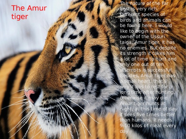 The nature of the Far East is very rich. Different species of birds and animals can be found here. I would like to begin with the owner of the Ussuri taiga, Amur tiger. It has no enemies. But despite its strength it takes him a lot of time to hunt and only one out of ten attempts is successful. Besides, Amur tiger has a small heart, that’s why it has to rest for a long time after hunting, otherwise it may die. Amur tiger hunts at night, at this time of day it sees five times better than humans. It needs 9-10 kilos of meat every day The Amur tiger 