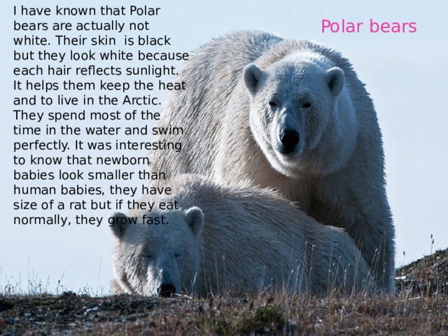 I have known that Polar bears are actually not white. Their skin is black but they look white because each hair reflects sunlight. It helps them keep the heat and to live in the Arctic. They spend most of the time in the water and swim perfectly. It was interesting to know that newborn babies look smaller than human babies, they have size of a rat but if they eat normally, they grow fast. Polar bears 