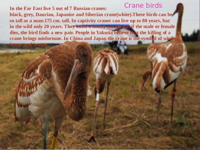 Crane birds In the Far East live 5 out of 7 Russian cranes: black, grey, Daurian, Japanise and Siberian crane(white).These birds can be so tall as a man:175 cm. tall. In captivity cranes can live up to 80 years, but in the wild only 20 years. They build a family for life but if the male or female dies, the bird finds a new pair. People in Yakutia believe that the killing of a crane brings misfortune. In China and Japan the crane is the symbol of wisdom, honor and beauty. 