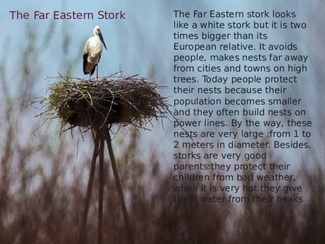 The Far Eastern Stork The Far Eastern stork looks like a white stork but it is two times bigger than its European relative. It avoids people, makes nests far away from cities and towns on high trees. Today people protect their nests because their population becomes smaller and they often build nests on power lines. By the way, these nests are very large :from 1 to 2 meters in diameter. Besides, storks are very good parents:they protect their children from bad weather, when it is very hot they give them water from their beaks 