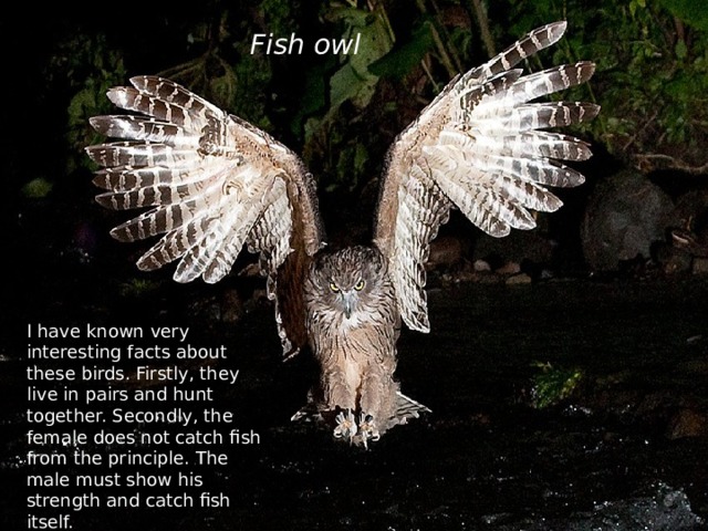 Fish owl I have known very interesting facts about these birds. Firstly, they live in pairs and hunt together. Secondly, the female does not catch fish from the principle. The male must show his strength and catch fish itself. 