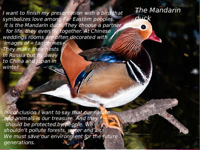 The Mandarin duck I want to finish my presentation with a bird that symbolizes love among Far Eastern peoples.  It is the Mandarin duck. They choose a partner  for life, they even fly together. At Chinese weddings rooms are often decorated with  images of « tangerines». They make their nests In Russia but fly away to China and Japan in winter. In conclusion I want to say that our nature and animals is our treasure. And they  should be protected by people. We shouldn’t pollute forests, water and air. We must save our environment for the future generations. 