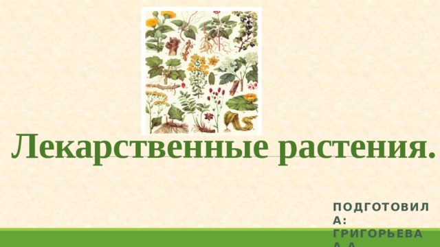 Лекарственные растения. Подготовила: Григорьева А.А. 