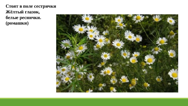 Стоят в поле сестрички Жёлтый глазок, белые реснички. (ромашки) 