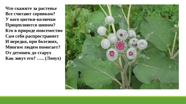 Что скажите за растенье Все считают сорняком? У кого цветки-колючки Прицепляются шипом? Кто в природе повсеместно Сам себя распространяет И нередко, при болезнях, Многим людям помогает? От детишек до старух Как зовут его? ….. (Лопух) 