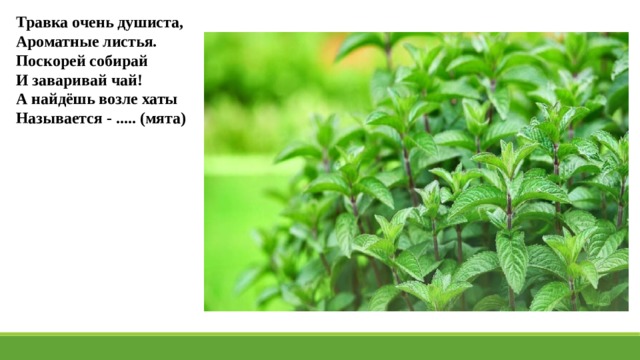 Травка очень душиста, Ароматные листья. Поскорей собирай И заваривай чай! А найдёшь возле хаты Называется - ..... (мята) 