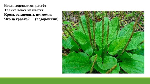 Вдоль дорожек он растёт Только вовсе не цветёт Кровь остановить им можно Что за травка?..... (подорожник) 