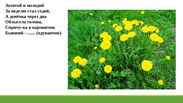 Золотой и молодой За неделю стал седой, А денёчка через два Облысела голова, Спрячу-ка в карманчик Бывший - ....... (одуванчик) 