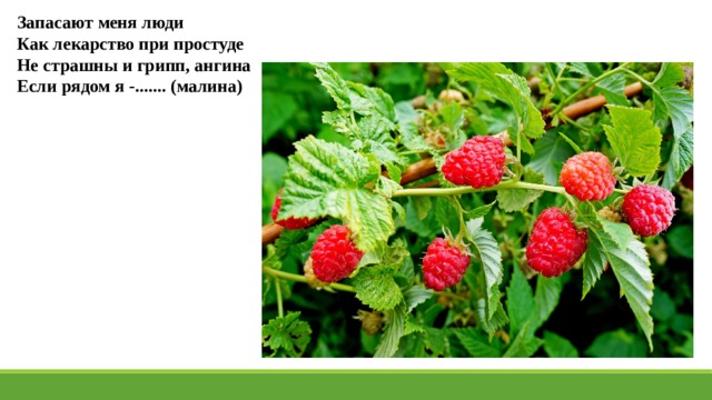 Запасают меня люди Как лекарство при простуде Не страшны и грипп, ангина Если рядом я -....... (малина) 