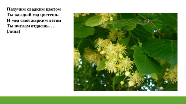 Пахучим сладким цветом Ты каждый год цветешь. И мед свой жарким летом Ты пчелам отдаешь. …(липа) 
