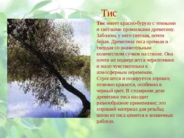 Тис Тис имеет красно-бурую с темными и светлыми прожилками древесину. Заболонь у него светлая, почти белая. Древесина тиса прочная и твердая со значительным количеством сучков на стволе. Она почти не подвергается червоточине и мало чувствительна к атмосферным переменам. Строгается и полируется хорошо; отлично красится, особенно в черный цвет. В столярном деле древесина тиса находит разнообразное применение; это хороший материал для резьбы; шпон из тиса ценится в мозаичных работах. 