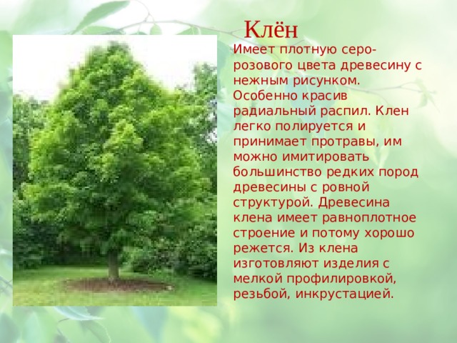 Клён Имеет плотную серо-розового цвета древесину с нежным рисунком. Особенно красив радиальный распил. Клен легко полируется и принимает протравы, им можно имитировать большинство редких пород древесины с ровной структурой. Древесина клена имеет равноплотное строение и потому хорошо режется. Из клена изготовляют изделия с мелкой профилировкой, резьбой, инкрустацией. 