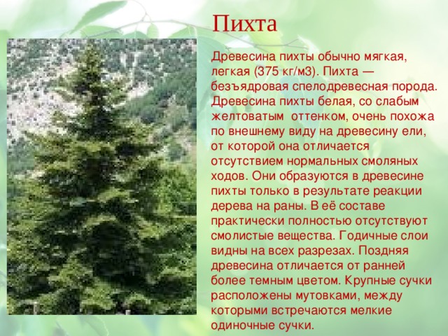 Пихта Древесина пихты обычно мягкая, легкая (375 кг/м3). Пихта — безъядровая спелодревесная порода. Древесина пихты белая, со слабым желтоватым оттенком, очень похожа по внешнему виду на древесину ели, от которой она отличается отсутствием нормальных смоляных ходов. Они образуются в древесине пихты только в результате реакции дерева на раны. В её составе практически полностью отсутствуют смолистые вещества. Годичные слои видны на всех разрезах. Поздняя древесина отличается от ранней более темным цветом. Крупные сучки расположены мутовками, между которыми встречаются мелкие одиночные сучки. 