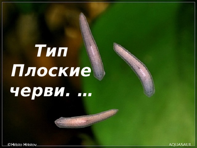 Тип Плоские черви. … 