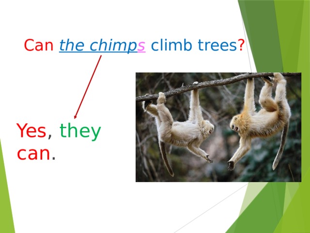 Can  the chimp s climb trees ? Yes , they  can . 