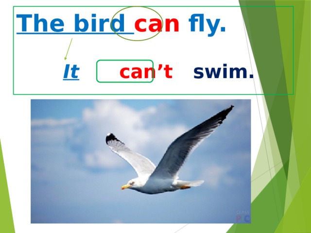 The bird can fly.     It  can’t swim. 