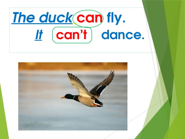 The duck  can  fly.   It  can’t  dance. 