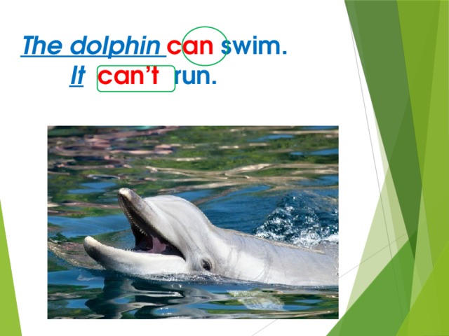 The dolphin can  swim.   It  can’t run. 