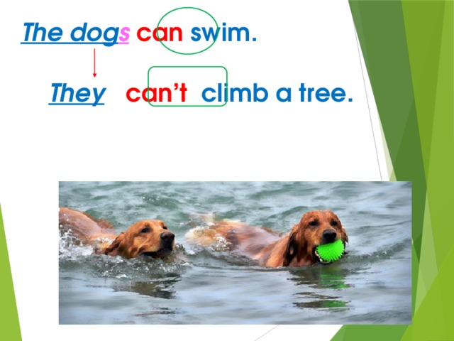The dog s  can  swim.   They  can’t climb a tree . 