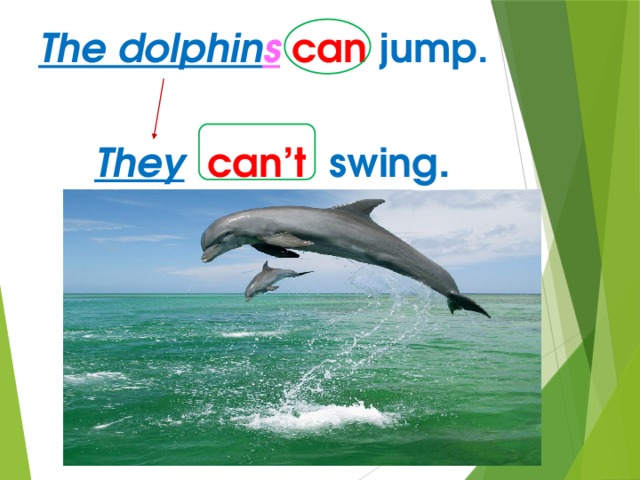 The dolphin s  can  jump.      They  can’t swing . 