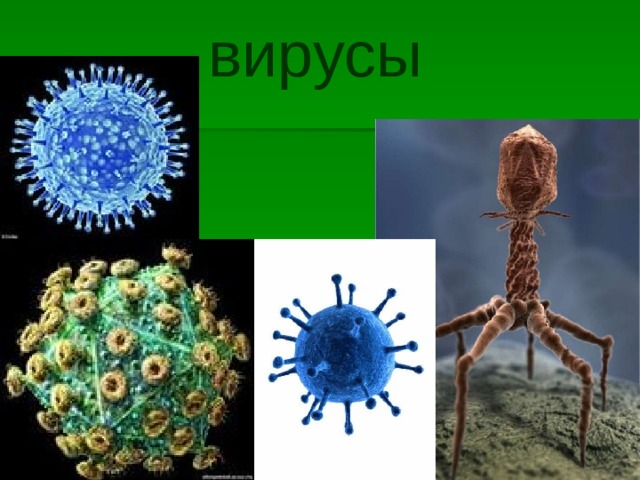 Царства живых организмов вирусы