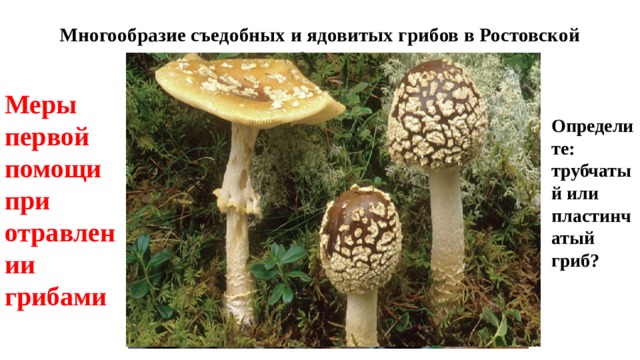 Многообразие съедобных и ядовитых грибов в Ростовской области Меры первой помощи при отравлении грибами Определите: трубчатый или пластинчатый гриб? 