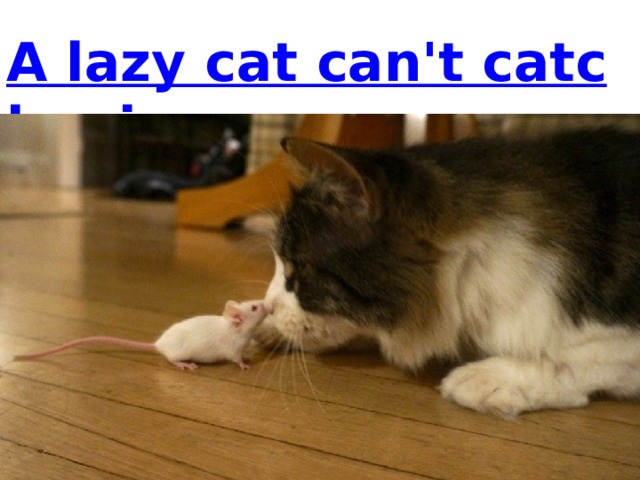 A lazy cat can't catch mice.  