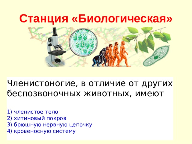 Станция «Биологическая» Членистоногие, в отличие от других беспозвоночных животных, имеют   1) членистое тело 2) хитиновый покров 3) брюшную нервную цепочку 4) кровеносную систему 