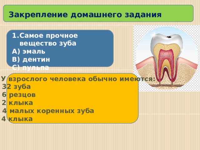 Закрепление домашнего задания Самое прочное вещество зуба А) эмаль В) дентин С) пульпа  2. У взрослого человека обычно имеются: А) 32 зуба В) 6 резцов С) 2 клыка D) 4 малых коренных зуба Е) 4 клыка 