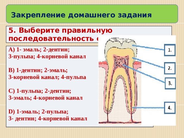 Закрепление домашнего задания 5. Выберите правильную последовательность строения зуба А) 1- эмаль; 2-дентин; 3-пульпа; 4-корневой канал  В) 1-дентин; 2-эмаль; 3-корневой канал; 4-пульпа  С) 1-пульпа; 2-дентин; 3-эмаль; 4-корневой канал  D) 1-эмаль; 2-пульпа; 3- дентин; 4-корневой канал 