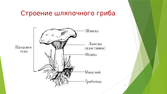 Какой буквой на рисунке обозначена часть шляпочного гриба где происходит образование спор