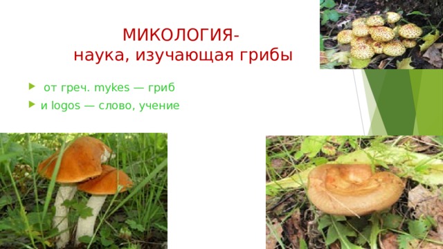 МИКОЛОГИЯ-  наука, изучающая грибы  от греч. mykes — гриб и logos — слово, учение  
