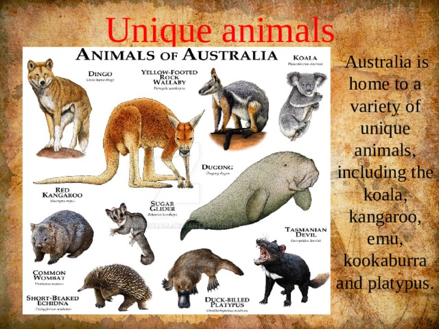 Unique animals  Australia is home to a variety of unique animals, including the koala, kangaroo, emu, kookaburra and platypus. 