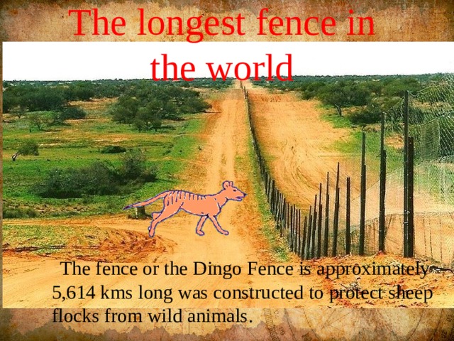 The longest fence in  the world  The fence or the Dingo Fence is approximately 5,614 kms long was constructed to protect sheep flocks from wild animals. 