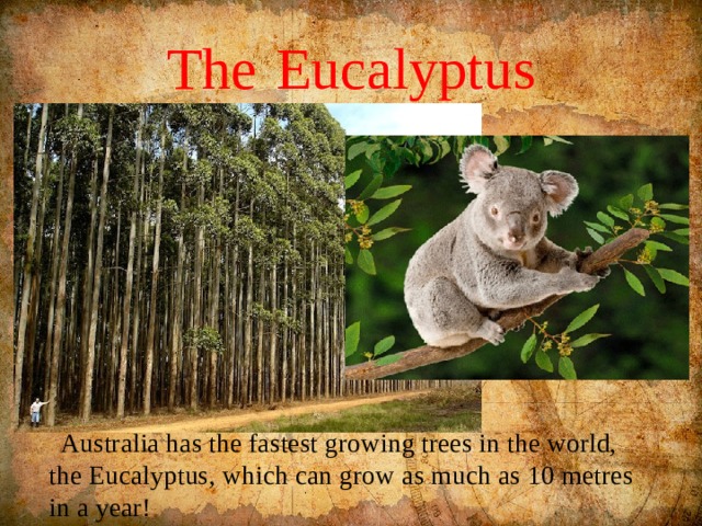 The  Eucalyptus  Australia has the fastest growing trees in the world, the Eucalyptus, which can grow as much as 10 metres in a year! 