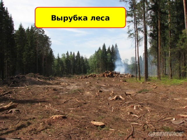 Вырубка леса 