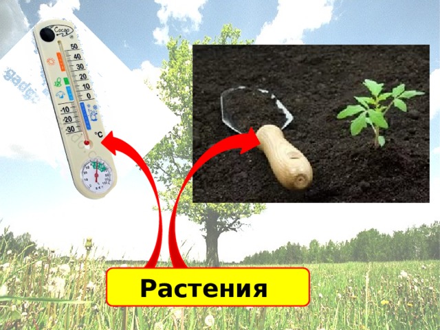 Растения 
